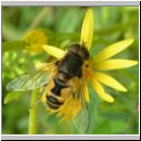 Eristalis arbustorum - Kleine Keilfleckschwebfliege m05.jpg